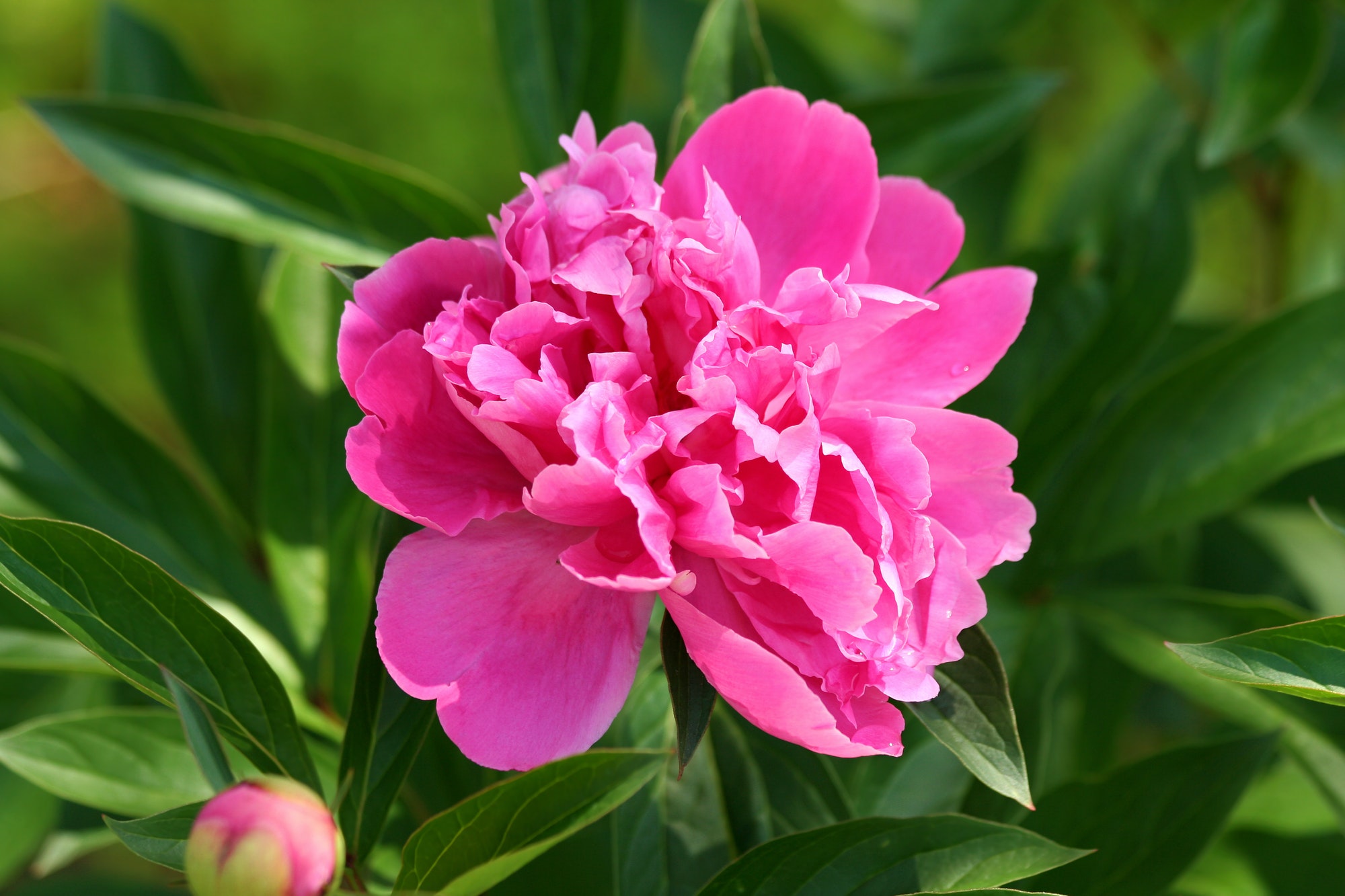 Peony Flower