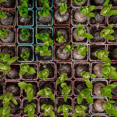 Egyéb virághagymák