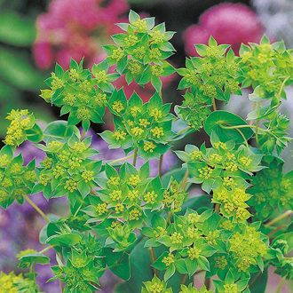 Bupleurum rotundifolium - Buvákfű "Green Gold" (min. 50 szem)