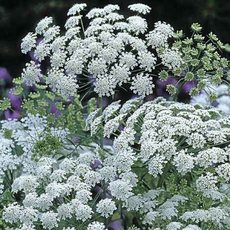 Ammi majus "Graceland" (min. 20 szem)