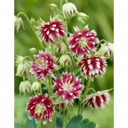 Aquilegia vulgaris - Harangláb "Nora Barlow" (min. 20 szem)