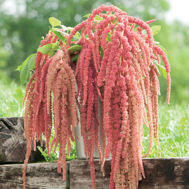 Amaranthus caudatus - Amaránt "Coral Fountain" (min 100 szem)