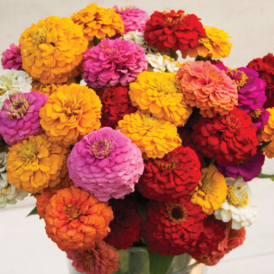 Zinnia elegans - Rézvirág "Oklahoma MIX" (min 20 szem)
