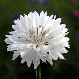 Centaurea - Búzavirág "Ball white" (min 50 szem)