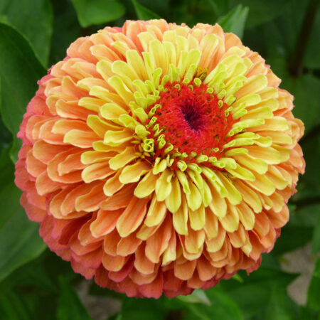 Zinnia elegans - Rézvirág "Queen Lime Orange" (min 20 szem)