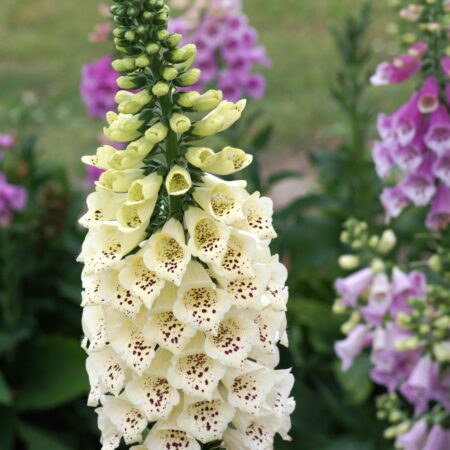 Digitalis hybrid - Gyűszűvirág "Camelot cream" (min. 20 szem)