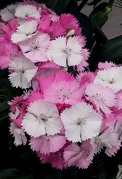 Dianthus barbatus - Törökszegfű "Sweet pink magic" (min. 20 szem)