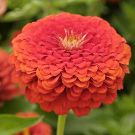 Zinnia elegans - Rézvirág "Oriole" (min 20 szem)