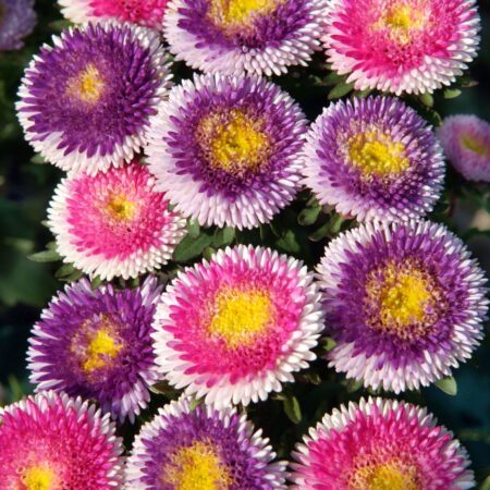 Callistephus chinensis / Aster - Őszirózsa "Liliput" (min 50 szem)