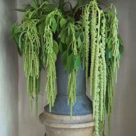 Amaranthus caudatus - Amaránt "Viridis" (min 100 szem)