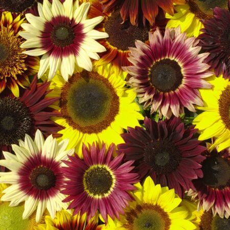 Helianthus anuus - Napraforgó "Summertime Mixture F1" (12 szem mag)