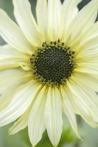 Helianthus anuus - Napraforgó "Italian White" (10 szem mag)