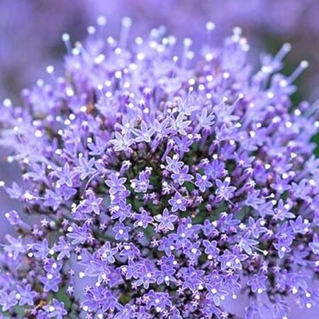 Trachelium caeruleum - Cérnakürt "Lake Michigan BLUE" (min. 20 szem)