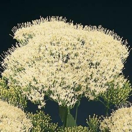 Trachelium caeruleum - Cérnakürt "Lake Michigan WHITE" (min. 20 szem)