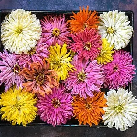 Zinnia elegans - Rézvirág "Takii's choice MIX" (min 20 szem)