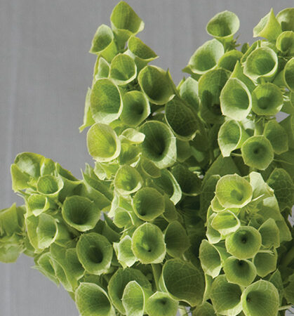 Molucella laevis - Kagylóvirág (min 20 szem)