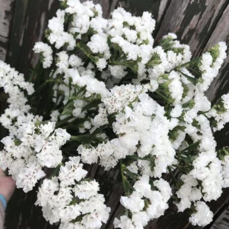 Limonium sinuatum - Sóvirág "QIS White" (min. 20 szem)