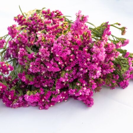 Limonium sinuatum - Sóvirág "QIS Rose" (min. 20 szem)