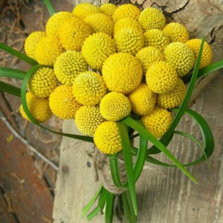 Craspedia globosa - Dobverővirág (min. 30 szem)