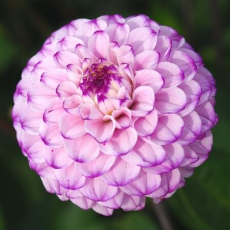 Dália "Genova" (1 db)