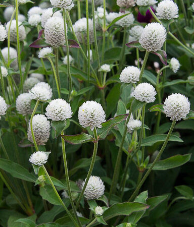 Gomphrena globosa - Bíborka "QIS White" (min. 20 szem)