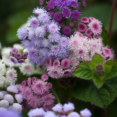 Ageratum houstonianum - Bojtocska "Timeless mix" (min. 50 szem)