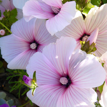Lavatera trimestris - Kerti madármályva "Pink Regis" (min. 20 szem)