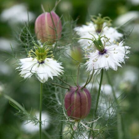 Nigella damascena - Borzaskata "Albion Black Pod" (min. 50 szem)