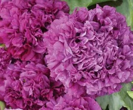 Papaver somniferum - Díszmák "Purple Peony" (min. 50 szem)