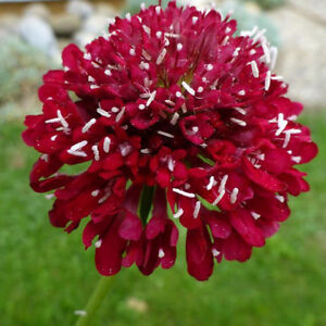 Scabiosa antropurpurea - Csillagos ördögszem "Fire King" (min. 20 szem)