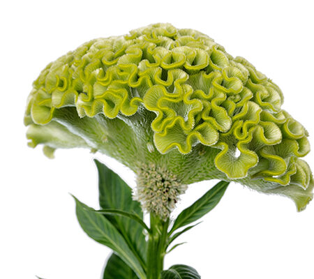 Celosia argentea - Tarajos celózia "Act Verda" (min. 20 szem)