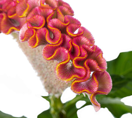 Celosia argentea - Tarajos celózia "Act Ziva" (min. 20 szem)