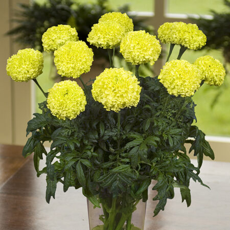 Tagetes erecta - Büdöske "Nosento Limegreen" (min. 30 szem)