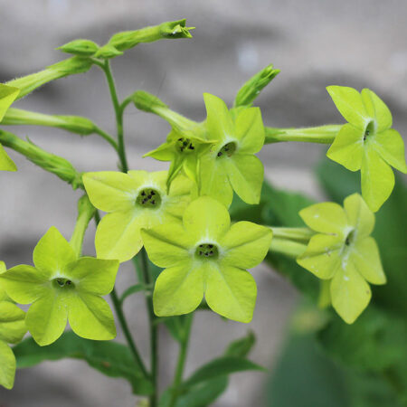 Nicotiana alata - Dohányvirág "Lime green" (min. 50 szem)