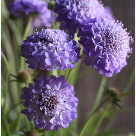 Scabiosa antropurpurea - Csillagos ördögszem "Oxford Blue" (min. 20 szem)