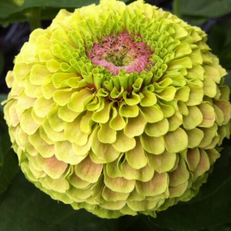 Zinnia elegans - Rézvirág "Queen Lime Blush" (min 20 szem)