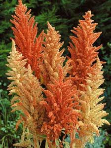 Amaranthus cruentus - Amaránt "Autumn's Touch" (min 100 szem)