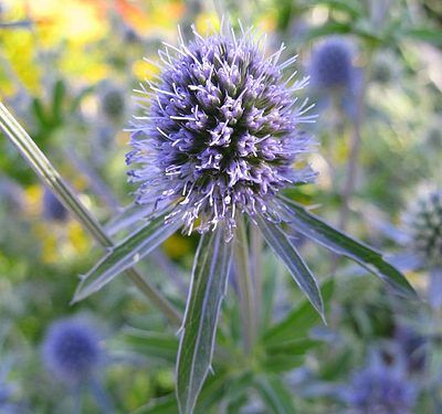 Eryngium planum - Kék iringó "Blue Glitter" (min. 20 szem)
