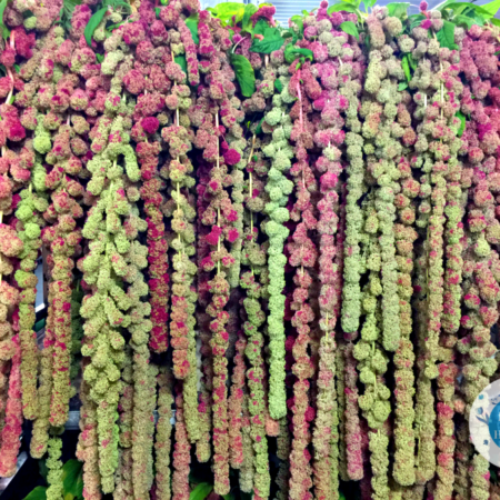 Amaranthus caudatus - Amaránt "Mira" (min 30 szem)