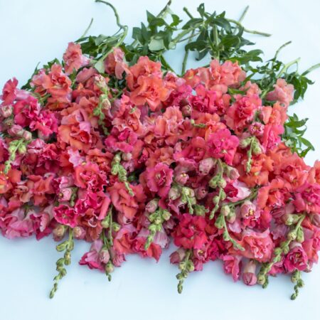 Antirrhinum majus - Tátika "Madame Butterfly Cherry Bronze" (min 20 szem)