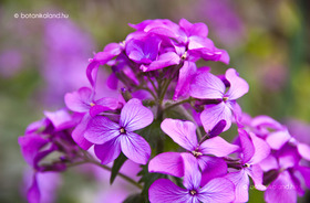 Lunaria annua - Kerti holdviola "lila" (min 50 szem)