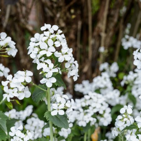 Lunaria annua - Kerti holdviola "fehér"(min 50 szem)