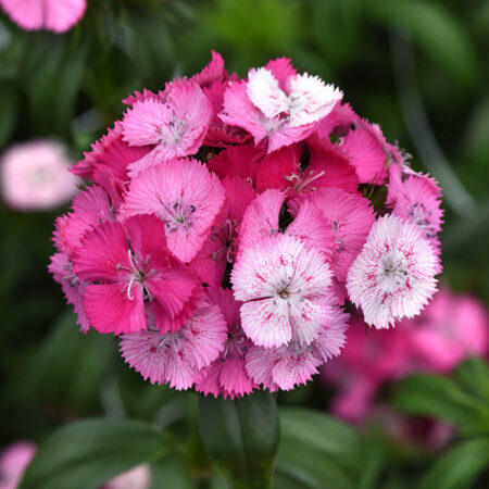 Dianthus barbatus - Törökszegfű "Sweet Rose magic" (min. 20 szem)