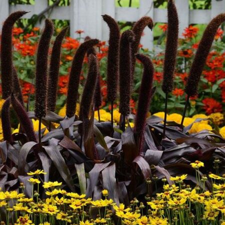 Pennisetum villosum - Tollborzfű "Copper Prince" (min. 10 szem)