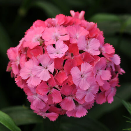 Dianthus barbatus - Törökszegfű "Sweet deep pink Maxine" (min. 20 szem)