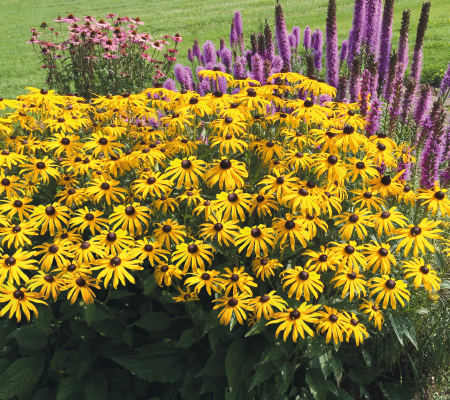 Rudbeckia fulgida - Kúpvirág "Goldsturm" (min. 40 szem)
