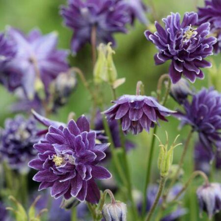 Aquilegia vulgaris - Harangláb "Purple Barlow" (min. 20 szem)