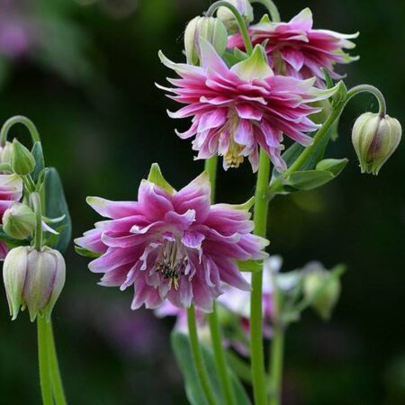 Aquilegia vulgaris - Harangláb "Rose Barlow" (min. 20 szem)