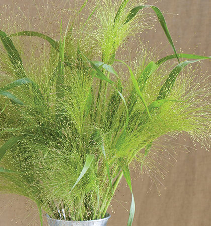 Panicum virgatum - Vesszős köles "Fontaine" (min. 30 szem)