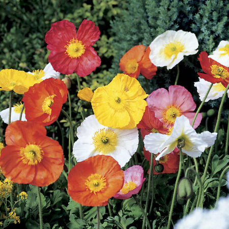 Papaver nudicaule - Izlandi pipacs "Spring Fever MIX" (min. 20 szem)